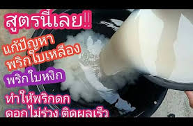 ส ตรน เลย แก ป ญหาพร กใบเหล อง ใบหง ก ทำให พร กดก ดอกไม ร วง ใบเข ยวงามเร ว Youtube การปล กพ ช ปล กผ กหล งบ าน ผ ก