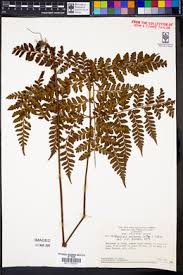 Image result for Triplophyllum protensum
