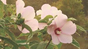 The book explains the care and use of individual plants and describe each plant's importance in hawaiian culture. Grow Native Master Class Pondscaping With Native Aquatic Plants With Scott Woodbury Grow Native