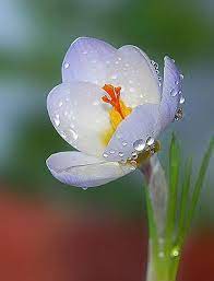 Pin On Flowers