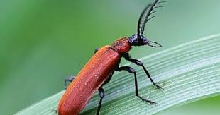 Familie Feuerkafer Pyrochroidae Nur Drei Arten Dieser Kaferfamilie Kommen In Deutschland Vor Sie Zeichnen Sich Durch Eine Auffallige Rotliche Farbung Zeichnen