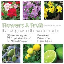 This evergreen fruit tree grows 30 to 70 feet tall. Gardening On The Western Side In Australia About The Garden Magazine