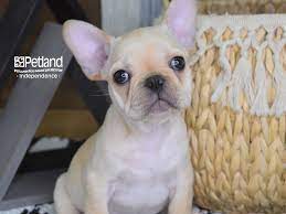 At masterpiece frenchies our babies are home raised with lots of love. French Bulldog Puppies Petland Independence Mo