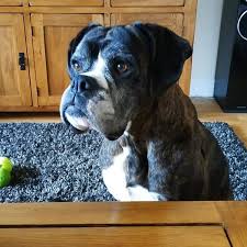 I am only a little boxer, and look quite podgy, with hanging teats from feeding all my puppies. Can You Help Boxer Dogs In The Liverpool Area Liverpool Echo