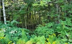 Open Practice: A Nature-based Long Weekend
