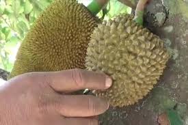 More images for gambar pohon nangka asli » Ponorogo Gempar Pohon Nangka Berbuah Durian