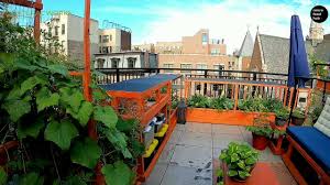 From tar roof to our own personal ❀ sanctuary ❀ watch this video to donate in our first rooftop garden we have learned a lot and would do a lot differently. Rooftop Diy Food Garden Samuel S Food Gardens Concept Youtube