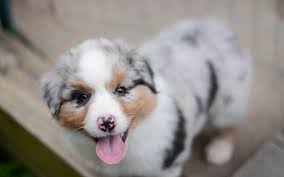 Обои на рабочий стол Красивый щенок с высунутым языком смотрит в камеру,  обои для рабочего стола, скачать обои, обои бесплатно