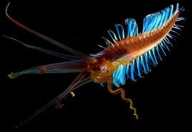 Image result for Polychaeta spp.