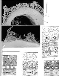 Image result for Pouzolzia mixta