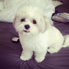 Grab the free dog training cheat sheet which discloses deepest dog training secrets that dog trainers don't want you to know about. My Love Bug Maltese Shih Tzu Full Grown Maltese Shih Tzu Best Dog Toys Cute Little Puppies