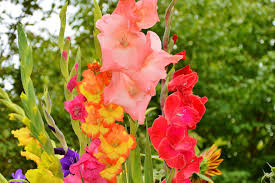 Image result for Gladiolus verdickii