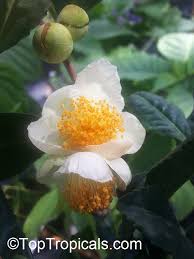 Image result for Camellia sinensis