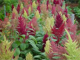 Image result for Amaranthaceae