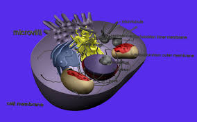Check spelling or type a new query. Amazon Com Cell Structure In 3d Virtual Reality Animal Plant Prokaryotic Apps Games