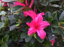 Check spelling or type a new query. Encore Azalea Autumn Cheer Southwest Nursery Wholesale Landscaping Supplies Dallas Fort Worth