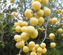 Image result for Ziziphus abyssinica