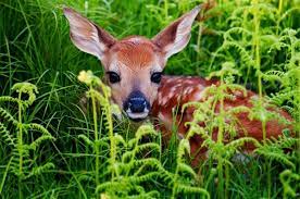 The human pupil is round in. Are Deer Colorblind Sophisticated Edge