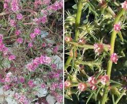 Image result for Salsola kali