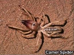 The camel spider (aka wind scorpion spider, sun spider) is mostly found in the southwest us & southern africa. Camel Spider Pro Shield Dubai