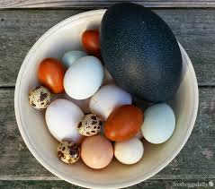 Fresh Eggs Daily Duck Duck Goose Chicken Quail Emu Egg
