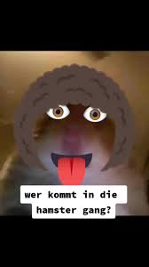 The lana del rey cult, in case you're wondering, is a group of fans who have been supporting and defending her against the recent backlash she's been getting. Der Hamster Erstellt Von Der Hamster Beliebte Songs Bei Tiktok