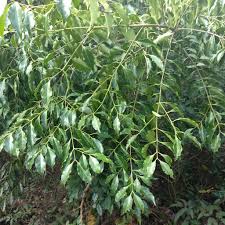 Image result for Canthium