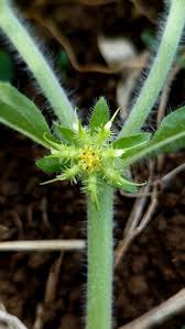 Image result for Acanthospermum hispidum