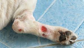 How To Clean A Dog Wound Top Dog Tips Dog Wound Dog Paw Care Dog Wound Care