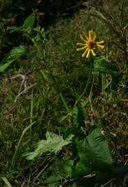 Image result for Lipotriche