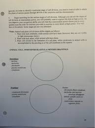 An animal cell just completed telophase which of the following would you expect to see. Mitosis And Cytokinesis I Before Lab A Read The Chegg Com