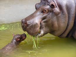 Mother And Very Small Baby Hippo Lijst Van Diersoorten In Zoo Antwerpen Wikipedia Schattige Babydieren Dieren Mooi Baby Dieren
