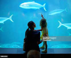 57 448 Aquarium Photos And Premium High Res Pictures Getty Images