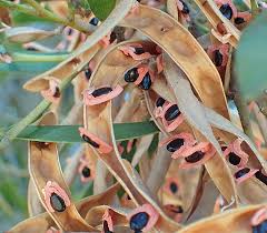 Image result for Acacia haematoxylon
