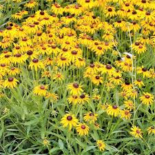 Image result for Renealmia susanneae-katziae