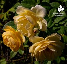 In the early 1950s david austin set out to create a more beautiful rose. Giveaway David Austin Roses Central Texas Gardener