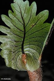 Image result for Drynaria