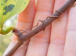 Image result for Smilax anceps