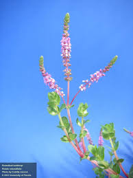 Image result for Rotala tenella
