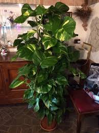 In questa pagina ci occuperemo dell'esposizione corretta per le piante da le piante pendenti da interno sono molto decorative. Pothos Pianta D Appartamento Regina Della Casa By Peppe Croce Medium