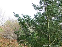 Image result for Phyllocladus trichomanoides