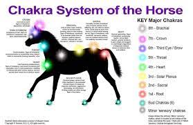 The image is png format and has been processed into transparent background by ps tool. Chakra System Of The Horse Animal Reiki Horse Healing Chakra Chart