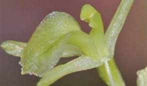 Image result for Liparis harketii