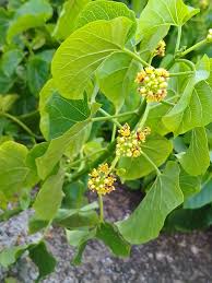 naombeni_mniambie_simu_yangu_ina_megapixels_ngapi wadau