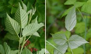 Blackberry Or Black Raspberry Identify That Plant Raspberry Plants Blackberry Plants Plants