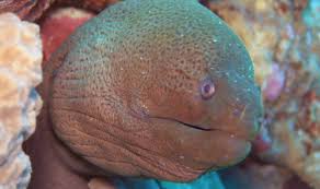 Moray definition, any of numerous chiefly tropical eels of the family muraenidae, having porelike gill openings and no pectoral fins. Eels Of Koh Tao Thailand Master Divers Koh Tao Thailand