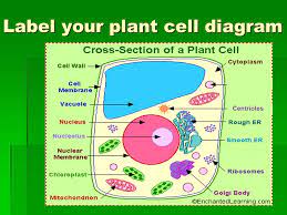 We did not find results for: 35 Label Plant Cell Diagram Label Design Ideas 2020