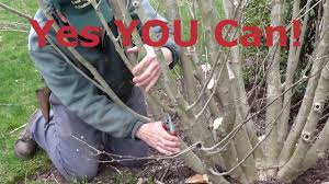 Most operations in pandas can be accomplished with operator chaining ( groupby , aggregate , apply , etc), but the only way i've found to filter rows is via normal bracket indexing. How To Prune Rose Of Sharon Hibiscus Syriacus Youtube