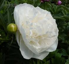 Peony 'madame claude tain' is one of the many double white peonies that we grow at peony nursery 'peony shop holland'. Plantfiles Pictures Chinese Peony Garden Peony Madame Claude Tain Paeonia Lactiflora 1 By Saya