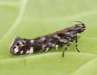 Image result for Ericinella